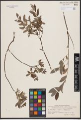 Salix aurita L. x Salix repens L. x Salix starkeana Willd.